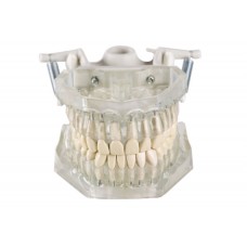 Transparentes Schmuckmodell